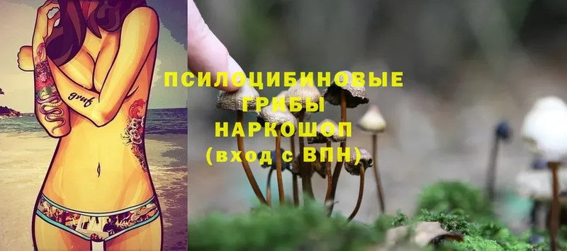 дарк нет официальный сайт  Кумертау  Псилоцибиновые грибы Psilocybine cubensis  kraken ссылки 